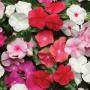 Seminte profesionale Vinca hybrida  - imagine 48807